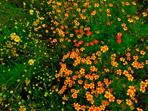 schutzgarten Hochsensitiv Blumen